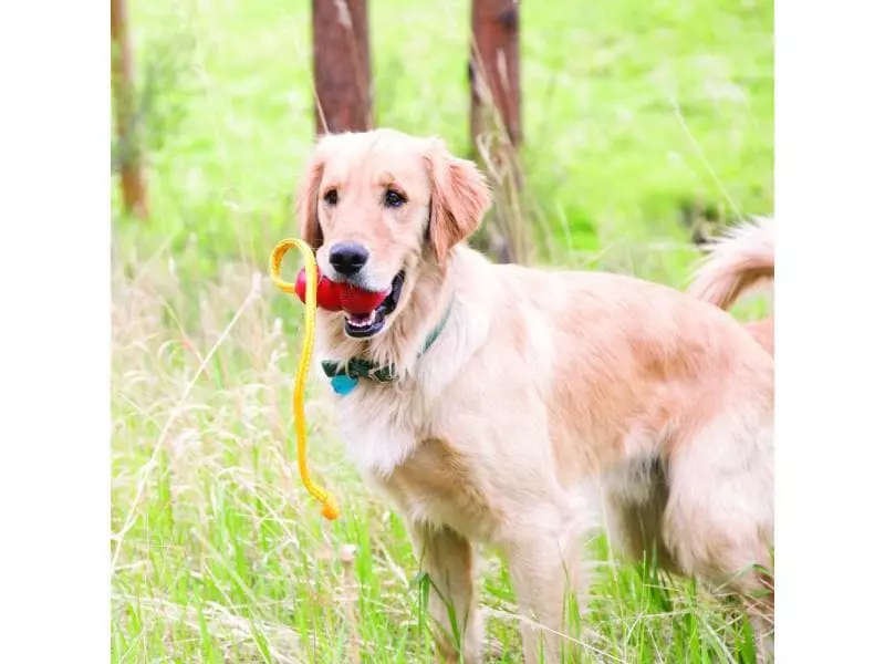 Kong Hunde-Spielzeug Classic Rope XL 2 Kong Hunde-Spielzeug Classic Rope XL - Image 2