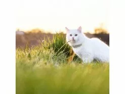 Tractive GPS-Tracker LTE für Katzen 16 Tractive GPS-Tracker LTE für Katzen -Hundewelt Verkäufe 141942559 xxl