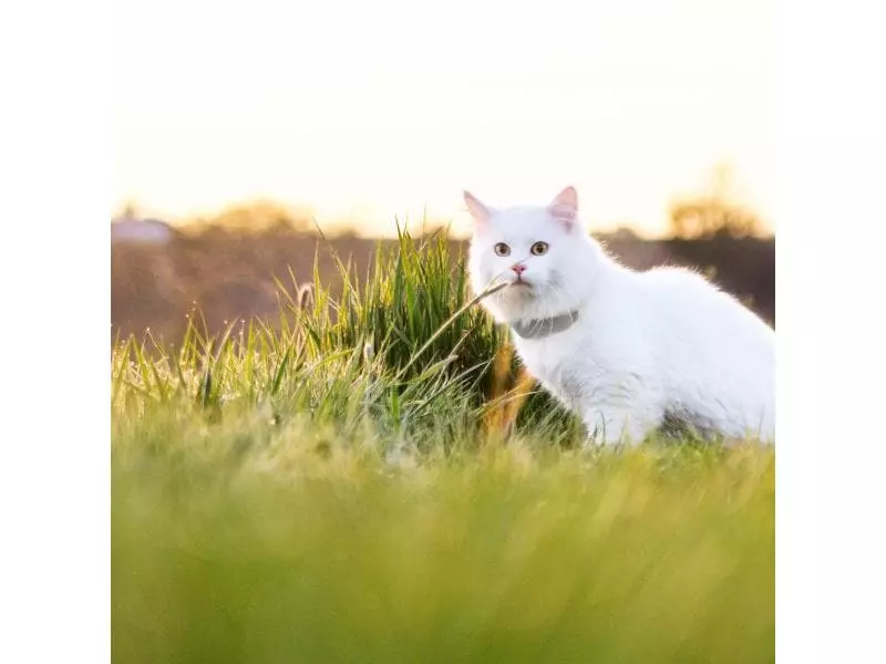 Tractive GPS-Tracker LTE für Katzen 7 Tractive GPS-Tracker LTE für Katzen - Image 7