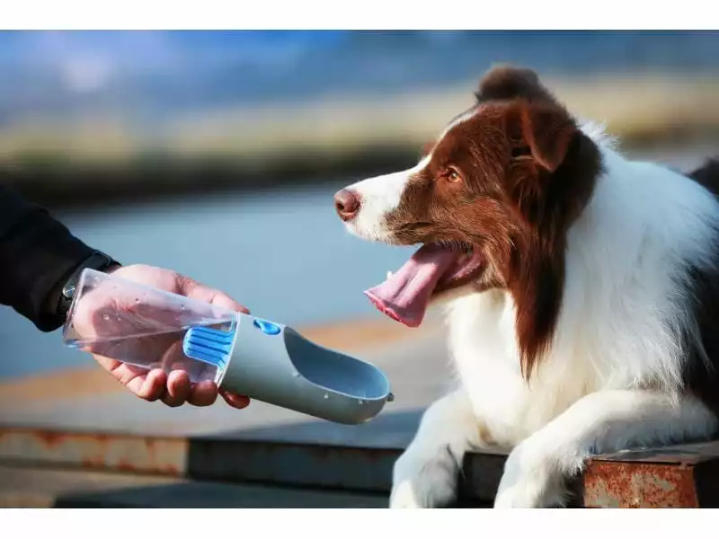 PETKIT Trinkflasche Eversweet, 400 ml 2 PETKIT Trinkflasche Eversweet, 400 ml - Image 2