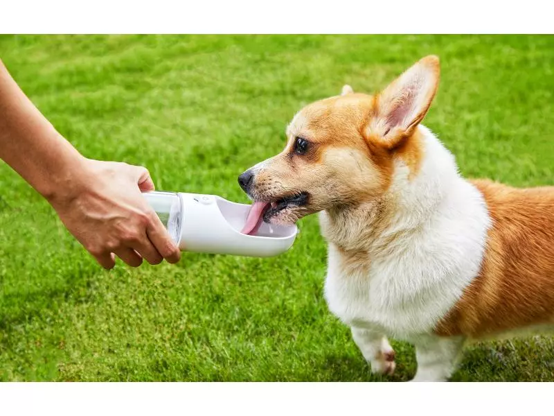 PETKIT Trinkflasche Eversweet, 300 ml 2 PETKIT Trinkflasche Eversweet, 300 ml - Image 2