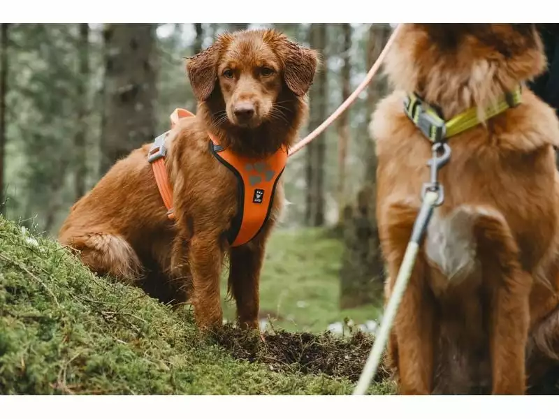 HURTTA Geschirr Weekend Warrior 5 HURTTA Geschirr Weekend Warrior - Image 5