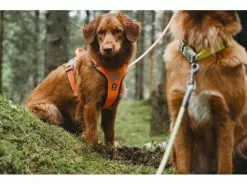 HURTTA Geschirr Weekend Warrior 10 HURTTA Geschirr Weekend Warrior -Hundewelt Verkäufe 180923875 xxl