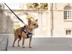 Curli Geschirr Merino XL, Schwarz 16 Curli Geschirr Merino XL, Schwarz -Hundewelt Verkäufe 183389280 xxl