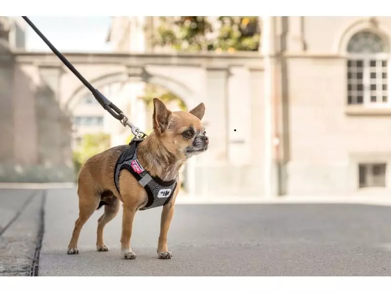 Curli Geschirr Merino XL, Schwarz 6 Curli Geschirr Merino XL, Schwarz - Image 6