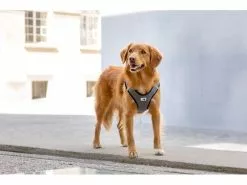 Curli Geschirr Merino XL, Schwarz 17 Curli Geschirr Merino XL, Schwarz -Hundewelt Verkäufe 183389283 xxl