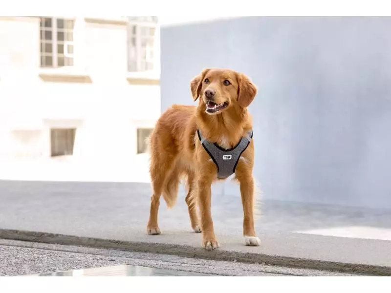 Curli Geschirr Merino XL, Schwarz 7 Curli Geschirr Merino XL, Schwarz - Image 7