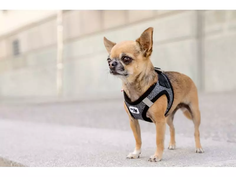 Curli Geschirr Merino XL, Schwarz 8 Curli Geschirr Merino XL, Schwarz - Image 8