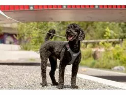 Curli Geschirr Merino XL, Schwarz 19 Curli Geschirr Merino XL, Schwarz -Hundewelt Verkäufe 183389291 xxl