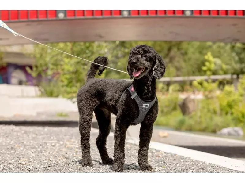 Curli Geschirr Merino XL, Schwarz 9 Curli Geschirr Merino XL, Schwarz - Image 9