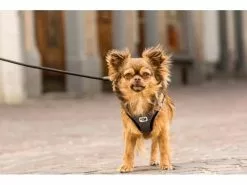 Curli Geschirr Merino XL, Schwarz 20 Curli Geschirr Merino XL, Schwarz -Hundewelt Verkäufe 183389294 xxl