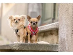 Curli Geschirr Merino XS, Rot 15 Curli Geschirr Merino XS, Rot -Hundewelt Verkäufe 183391618 xxl