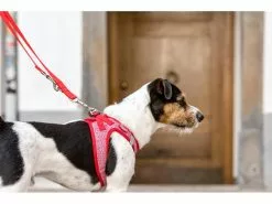 Curli Geschirr Merino XS, Rot 16 Curli Geschirr Merino XS, Rot -Hundewelt Verkäufe 183391629 xxl