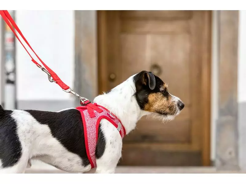 Curli Geschirr Merino XS, Rot 7 Curli Geschirr Merino XS, Rot - Image 7