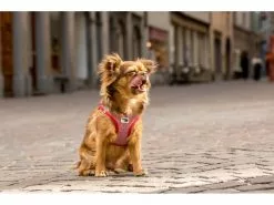 Curli Geschirr Merino XS, Rot 17 Curli Geschirr Merino XS, Rot -Hundewelt Verkäufe 183391641 xxl