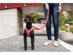 Curli Geschirr Merino XS, Rot 19 Curli Geschirr Merino XS, Rot -Hundewelt Verkäufe 183391654 xxl