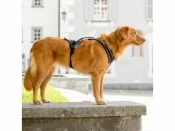 Curli Geschirr Magnetic Belka Comfort XS 13 Curli Geschirr Magnetic Belka Comfort XS -Hundewelt Verkäufe 183398558 xxl