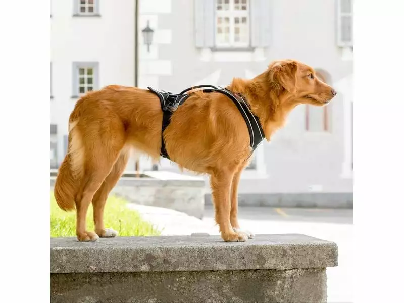 Curli Geschirr Magnetic Belka Comfort XS 4 Curli Geschirr Magnetic Belka Comfort XS - Image 4