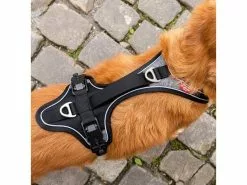 Curli Geschirr Magnetic Belka Comfort XS 14 Curli Geschirr Magnetic Belka Comfort XS -Hundewelt Verkäufe 183398560 xxl