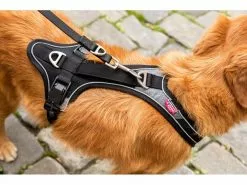 Curli Geschirr Magnetic Belka Comfort XS 15 Curli Geschirr Magnetic Belka Comfort XS -Hundewelt Verkäufe 183398577 xxl