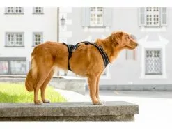 Curli Geschirr Magnetic Belka Comfort XS 16 Curli Geschirr Magnetic Belka Comfort XS -Hundewelt Verkäufe 183398579 xxl