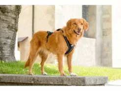 Curli Geschirr Magnetic Belka Comfort XS 17 Curli Geschirr Magnetic Belka Comfort XS -Hundewelt Verkäufe 183398581 xxl