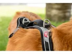 Curli Geschirr Magnetic Belka Comfort XS 19 Curli Geschirr Magnetic Belka Comfort XS -Hundewelt Verkäufe 183398586 xxl