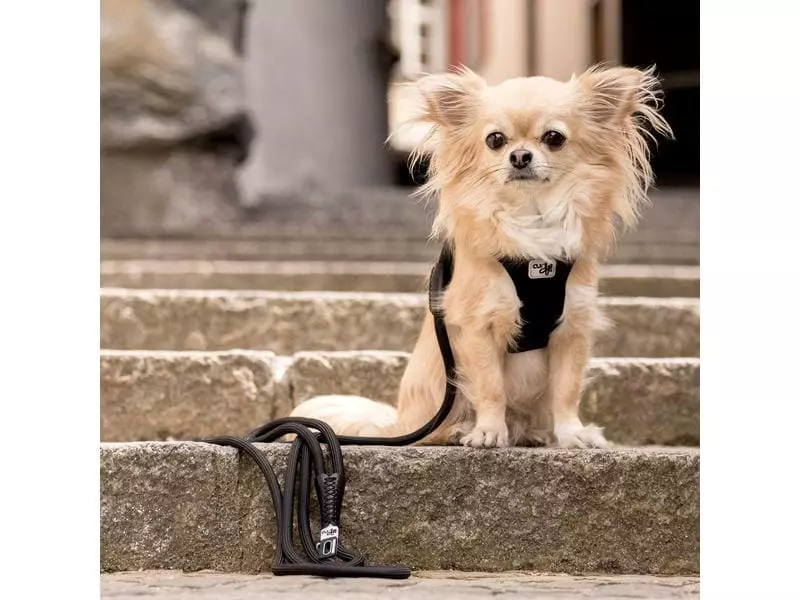 Curli Hundeleine Stretch Comfort ø 8 mm / 1.8 m 2 Curli Hundeleine Stretch Comfort ø 8 mm / 1.8 m - Image 2