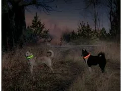 Karlie Leuchtring Visio Light LED Langhaar, orange 10 Karlie Leuchtring Visio Light LED Langhaar, orange -Hundewelt Verkäufe 186300248 xxl