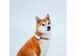 Tractive GPS-Tracker LTE für Hunde, weiss 22 Tractive GPS-Tracker LTE für Hunde, weiss -Hundewelt Verkäufe 189361600 xxl