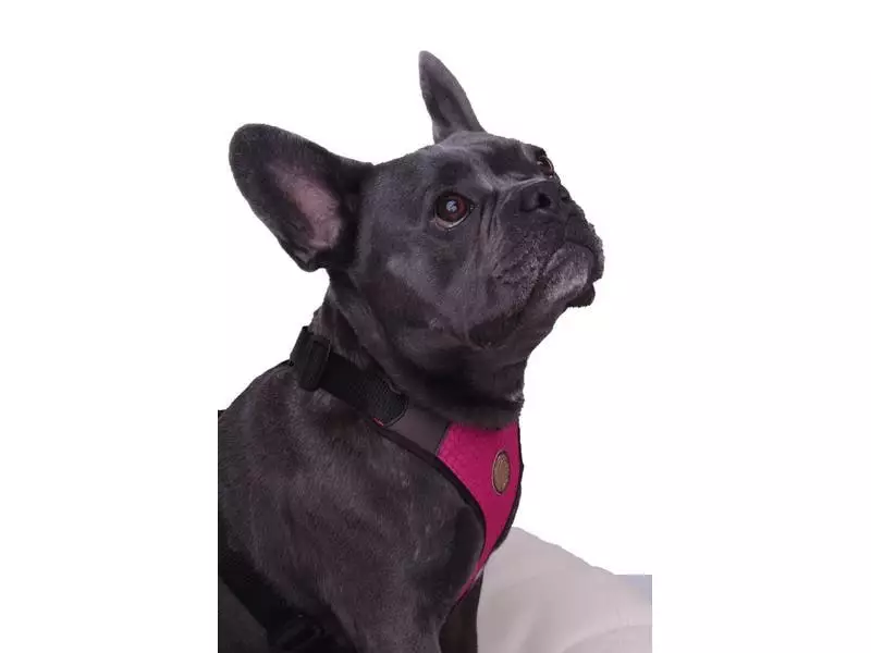 Carolina Corrodi Geschirr French Bulldog, Auckland, Pink 2 Carolina Corrodi Geschirr French Bulldog, Auckland, Pink - Image 2