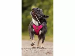 Carolina Corrodi Geschirr French Bulldog, Auckland, Pink 12 Carolina Corrodi Geschirr French Bulldog, Auckland, Pink -Hundewelt Verkäufe 193781260 xxl