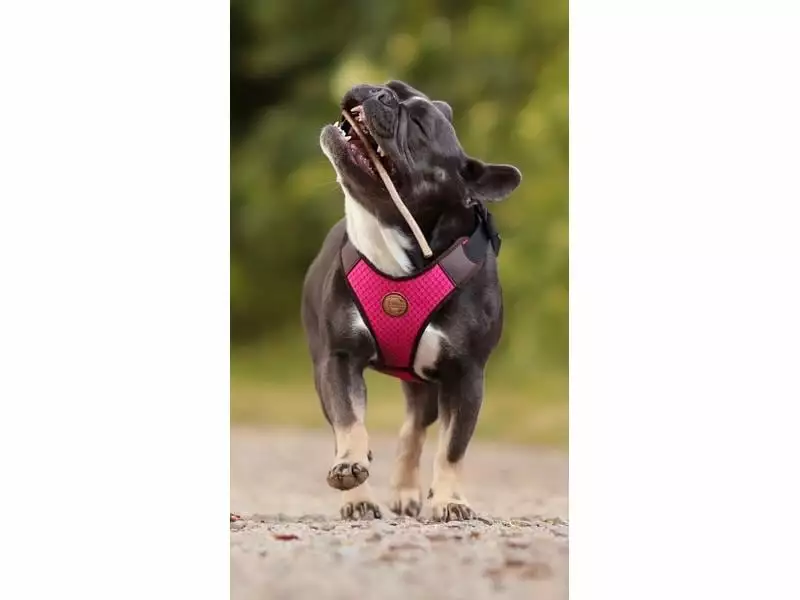 Carolina Corrodi Geschirr French Bulldog, Auckland, Pink 5 Carolina Corrodi Geschirr French Bulldog, Auckland, Pink - Image 5