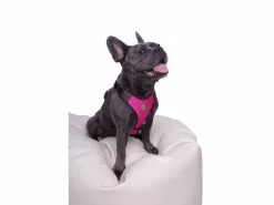 Carolina Corrodi Geschirr French Bulldog, Auckland, Pink 15 Carolina Corrodi Geschirr French Bulldog, Auckland, Pink -Hundewelt Verkäufe 193781268 xxl
