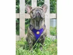 Carolina Corrodi Geschirr French Bulldog, Hobart, Dunkelblau 10 Carolina Corrodi Geschirr French Bulldog, Hobart, Dunkelblau -Hundewelt Verkäufe 193781307 xxl