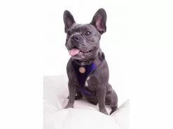Carolina Corrodi Geschirr French Bulldog, Hobart, Dunkelblau 12 Carolina Corrodi Geschirr French Bulldog, Hobart, Dunkelblau -Hundewelt Verkäufe 193781313 xxl