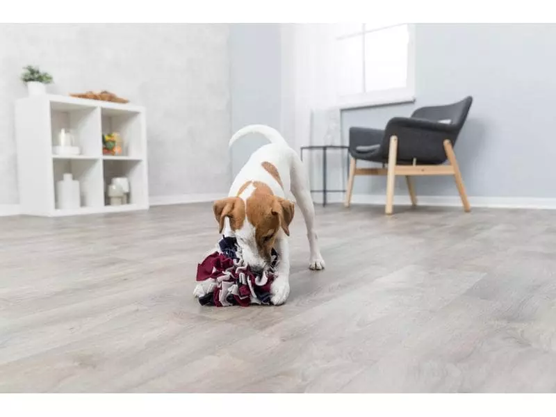 Trixie Strategie-Spiel Schnüffelball, ø 15 cm 5 Trixie Strategie-Spiel Schnüffelball, ø 15 cm - Image 5