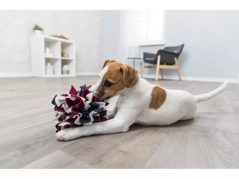 Trixie Strategie-Spiel Schnüffelball, ø 15 cm 6 Trixie Strategie-Spiel Schnüffelball, ø 15 cm - Image 6