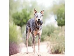 Kong Hunde-Spielzeug Classic Extreme L Ø 7 cm, Schwarz 7 Kong Hunde-Spielzeug Classic Extreme L Ø 7 cm, Schwarz -Hundewelt Verkäufe 211011370 xxl 2