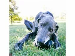 Kong Hunde-Spielzeug Classic Extreme L Ø 7 cm, Schwarz 8 Kong Hunde-Spielzeug Classic Extreme L Ø 7 cm, Schwarz -Hundewelt Verkäufe 211011372 xxl 2