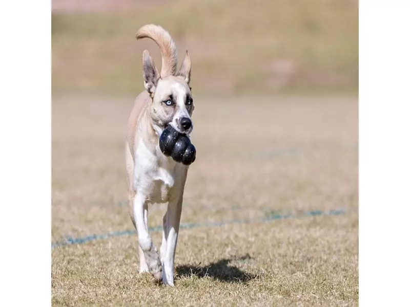 Kong Hunde-Spielzeug Classic Extreme XL Ø 8.5 cm, Schwarz 5 Kong Hunde-Spielzeug Classic Extreme XL Ø 8.5 cm, Schwarz - Image 5