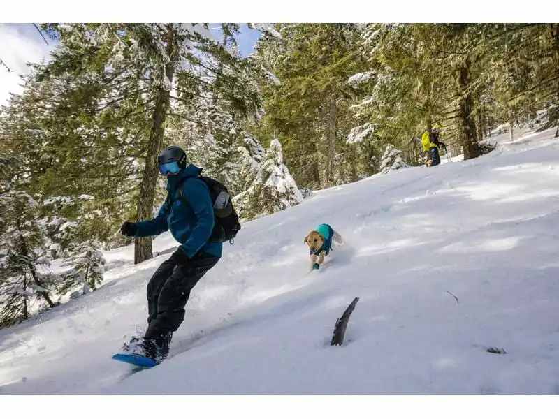 Ruffwear Wintermantel Vert, M, Aurora Teal 11 Ruffwear Wintermantel Vert, M, Aurora Teal - Image 11