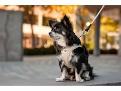 Curli Geschirr Vest Air-Mesh XL, Ruby 11 Curli Geschirr Vest Air-Mesh XL, Ruby -Hundewelt Verkäufe 213088664 xxl 6