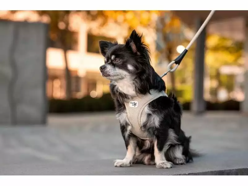 Curli Geschirr Vest Air-Mesh XL, Ruby 3 Curli Geschirr Vest Air-Mesh XL, Ruby - Image 3