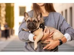 Curli Geschirr Vest Air-Mesh S, Light-Tan 12 Curli Geschirr Vest Air-Mesh S, Light-Tan -Hundewelt Verkäufe 213088730 xxl 2