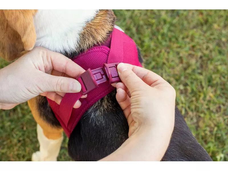 Curli Geschirr Vest Air-Mesh L, Fuchsia 5 Curli Geschirr Vest Air-Mesh L, Fuchsia - Image 5