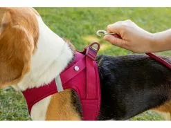 Curli Geschirr Vest Air-Mesh L, Fuchsia 14 Curli Geschirr Vest Air-Mesh L, Fuchsia -Hundewelt Verkäufe 213088781 xxl 7