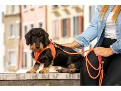 Curli Geschirr Vest Air-Mesh L, Camo 15 Curli Geschirr Vest Air-Mesh L, Camo -Hundewelt Verkäufe 213088794 xxl 5