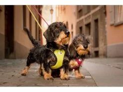 Curli Geschirr Vest Air-Mesh XS, Sun Orange -Hundewelt Verkäufe 213088797 xxl 1