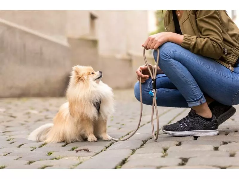 Curli Hundeleine Stretch Comfort ø 8 mm / 1.8 m, Light-Tan 2 Curli Hundeleine Stretch Comfort ø 8 mm / 1.8 m, Light-Tan - Image 2